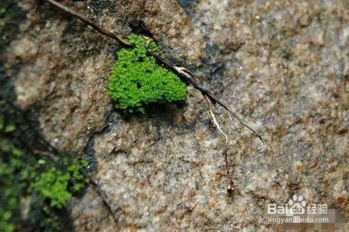 苔藓发霉怎么办呢？