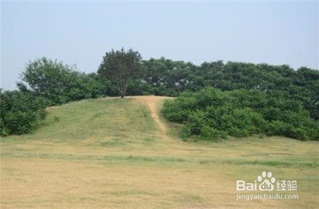 三七的功效,不清楚的点击查看