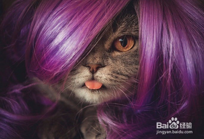 最红萌宠超可爱的折耳猫