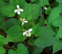 这些药食两用植物适合家中养