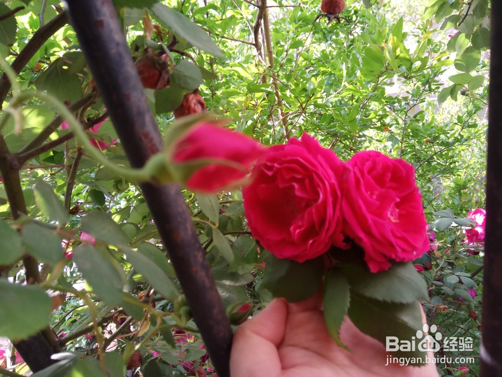 腌制玫瑰糖的方法