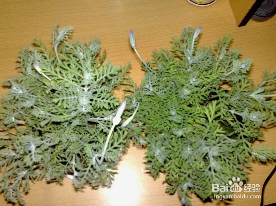 薰衣草的养殖方法和注意事项