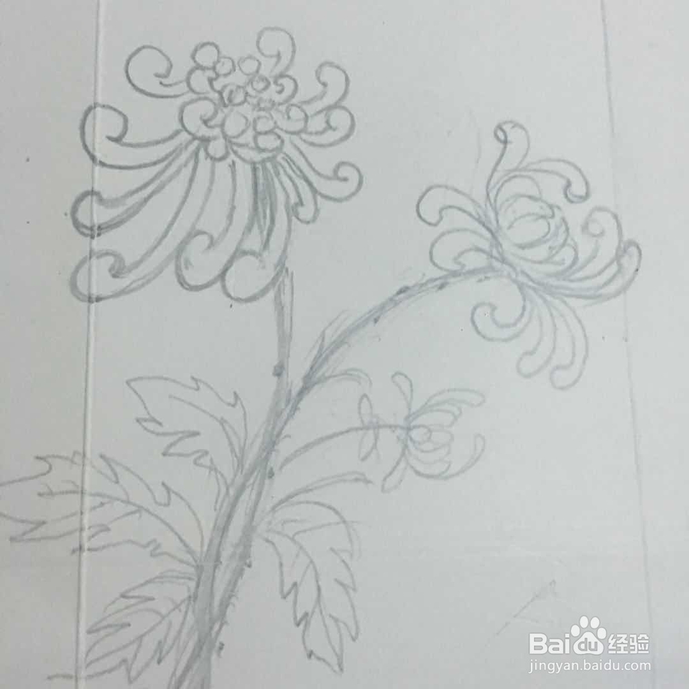 怎样画菊花的简笔画