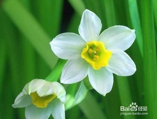 Ps抠图 漂亮的水仙花 Narcissus Daffodil 百度经验