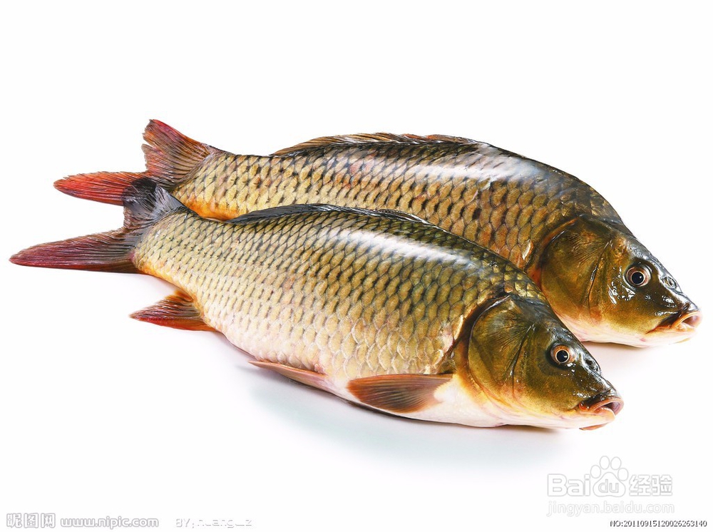 一直脱发怎么办