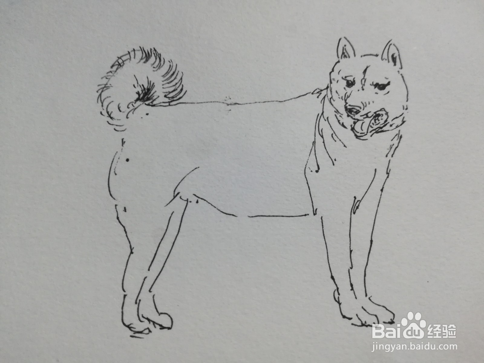 怎么画中华田园犬