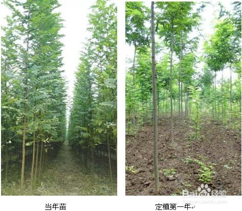 吉林种什么树好?