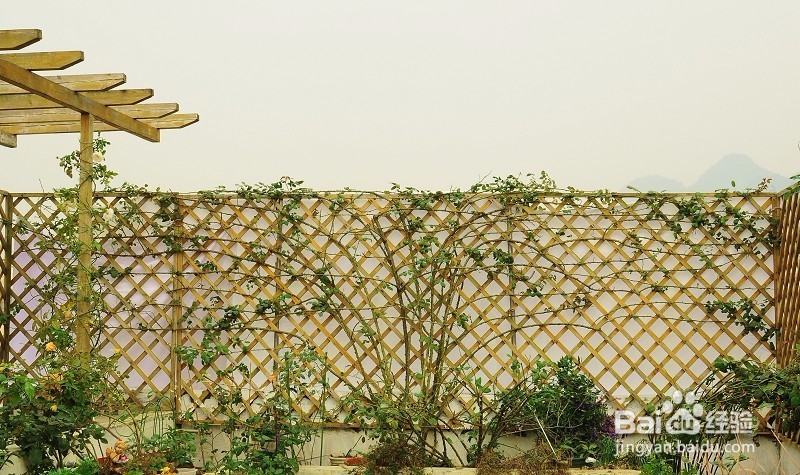 藤本月季如何牵引爬藤