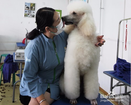宠物美容师培训课程内容