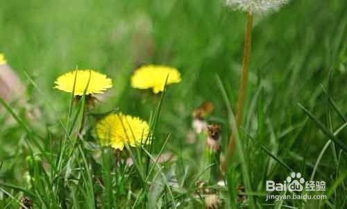 每天喝一杯既能消炎又能清热解毒