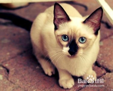 怎么样选购猫咪：[5]怎样挑选健康的暹罗猫