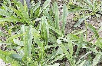 肝癌病人吃什么最好？