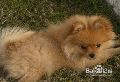 护理犬不生病的方法