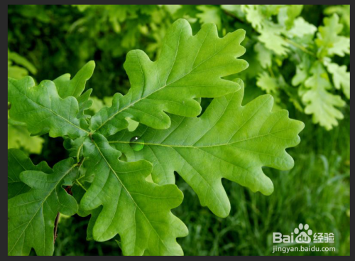 PS小技巧-如何在叶子上制作逼真的水滴