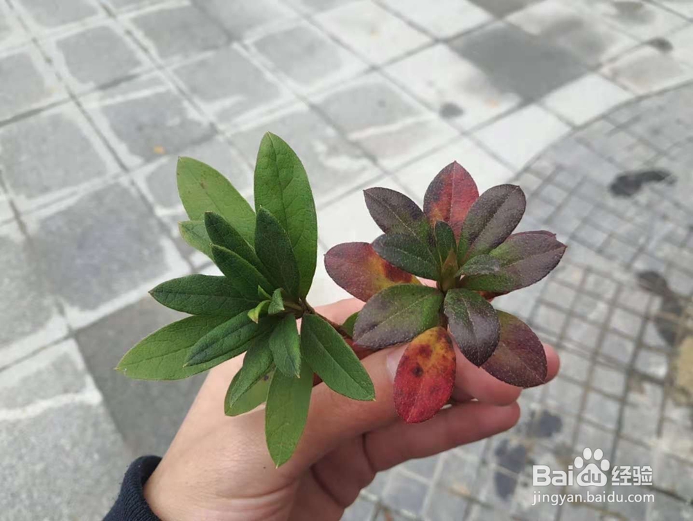 绿化中春鹃(毛鹃)和夏鹃有什么不同怎么区分
