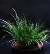 菖蒲的种植方法视频