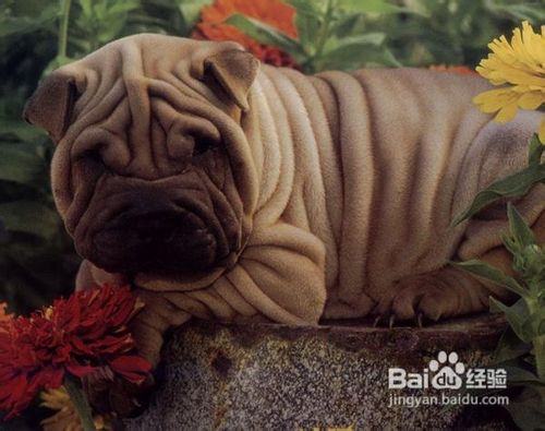 饲养沙皮幼犬应注意的事项