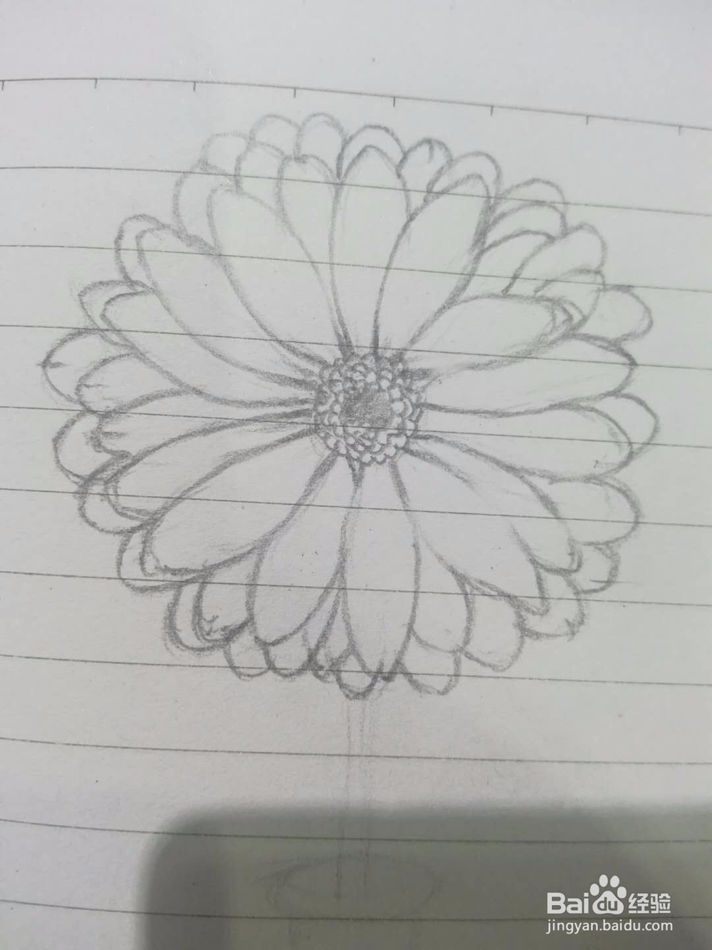 《菊花小景》手绘过程