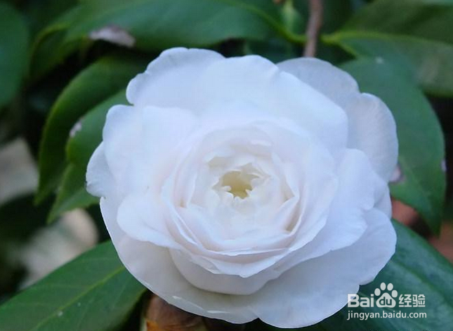 心”疼“了,这才是爱情