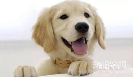 狗狗口臭，主人们该如何应对？