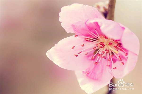 重庆赏花地图最全攻略必收藏-莫辜负这大好春光