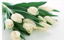 郁金香的养殖方法及管理要点