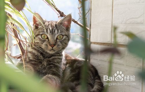 美国短毛猫如何根据其性格饲养