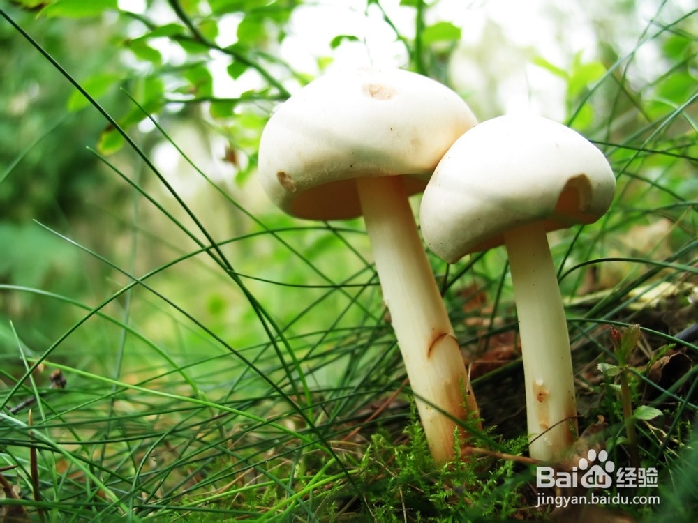 夏季吃什么可护肤