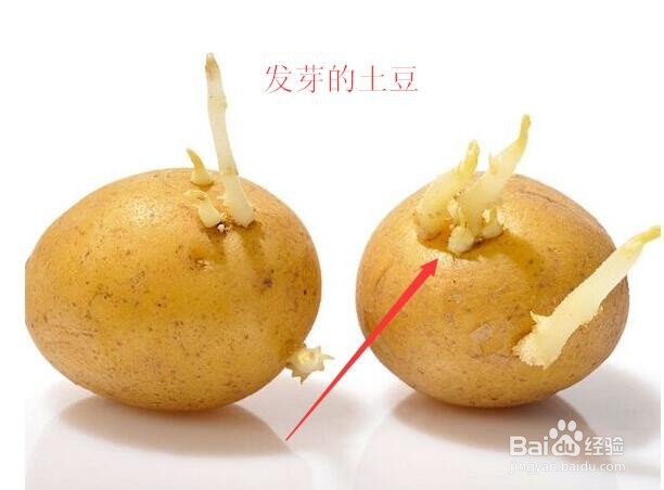 如何选购和购买优质土豆