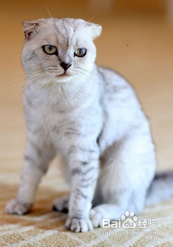 养猫心得:光线不足情况下,如何给暹罗猫拍照