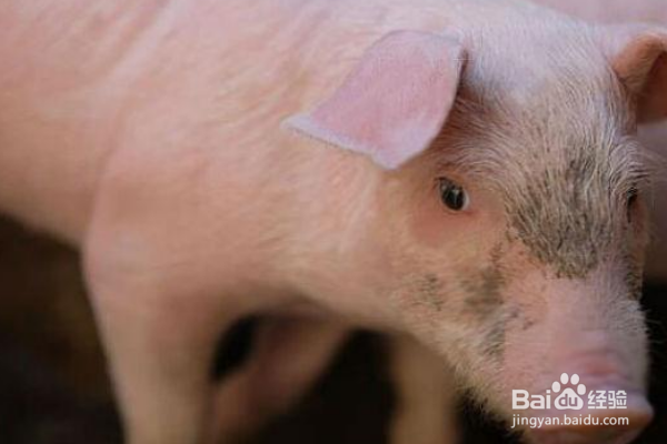 小猪肚子胀气解决方法有哪些?