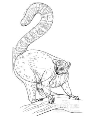 如何画环尾狐猴