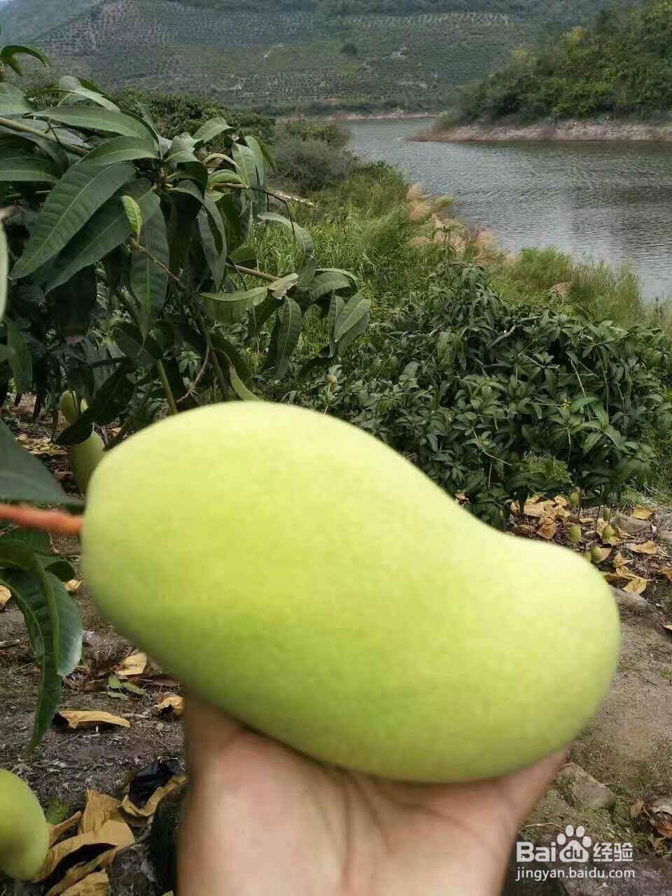 芒果烘干机芒果片烘干机使用技巧