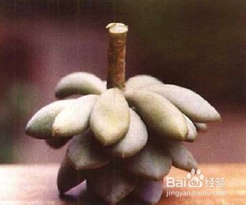 多肉植物水插生根步骤