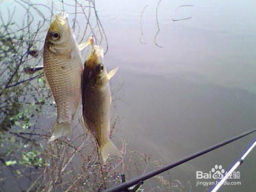 冬季钓鲫鱼的四点技巧