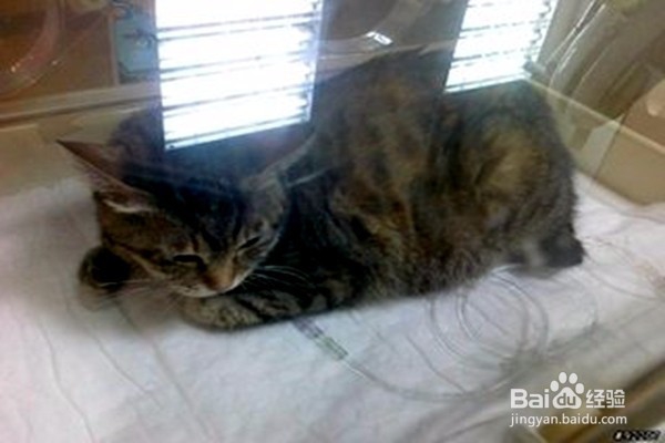 猫把针吃了怎么办