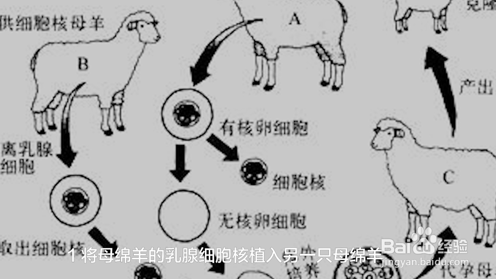 克隆羊怎么克隆出来的