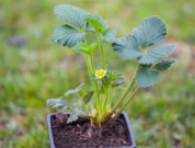 草莓的日常管理