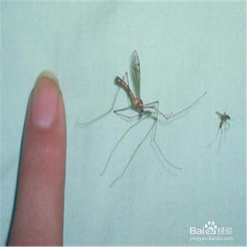 夏天怎么避免蚊虫的叮咬