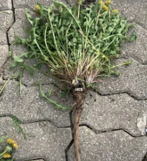 蒲公英花杆怎么处理