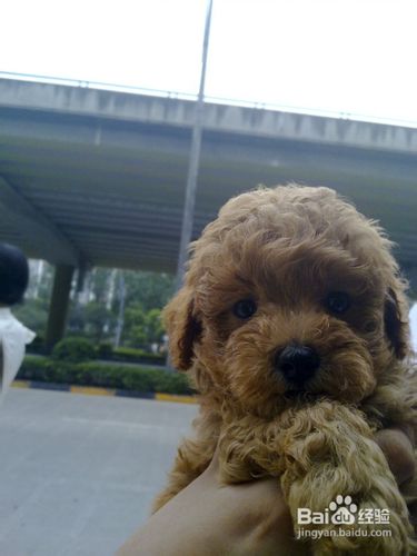 日常中贵宾狗狗声响训练初期培养方法