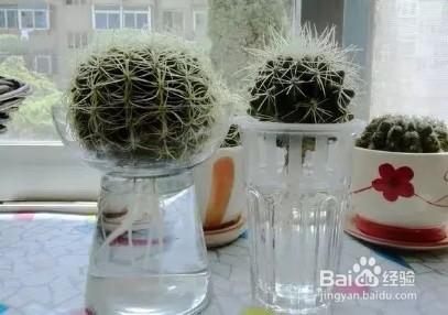 夏天多肉老烂根,丢水里能保命爆盆,越长越旺