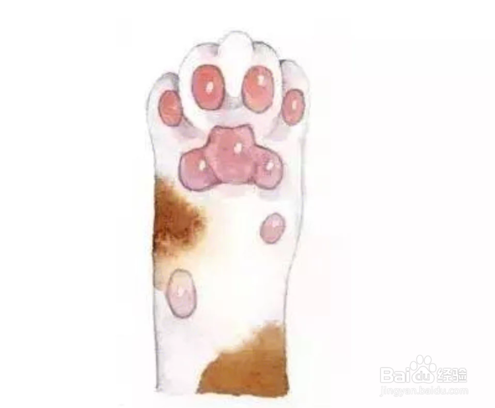 从猫咪的jio上查看它的性格特征!
