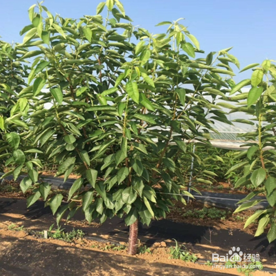 大樱桃的育苗方法