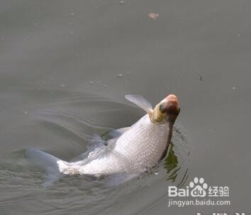 秋天钓鳊魚技巧