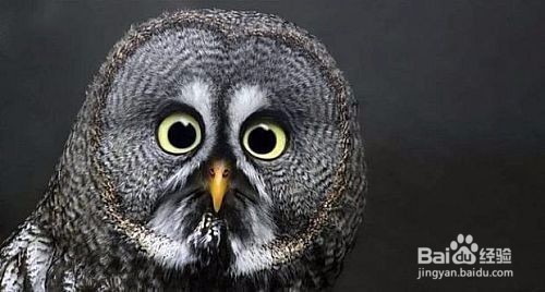 非手术非化妆变大眼