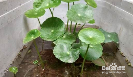 铜钱草怎么繁殖？