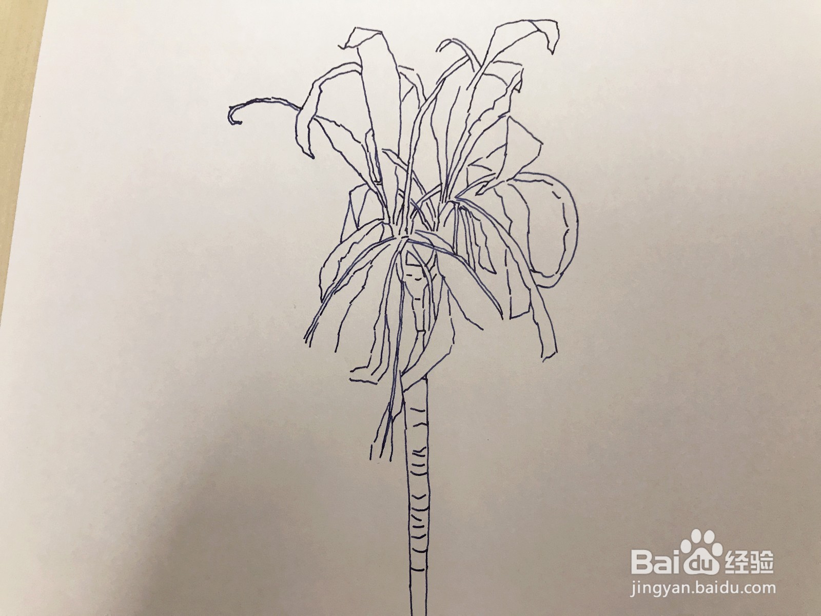 画一盆绿植:一半枯萎一半茂盛