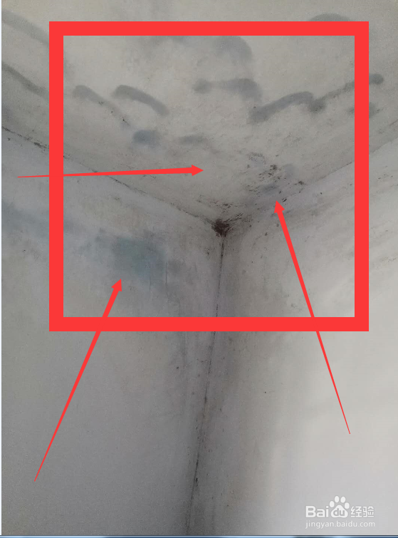 除霉剂真的能去除霉吗