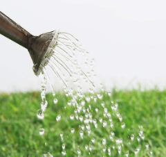 小红衣多肉怎么养